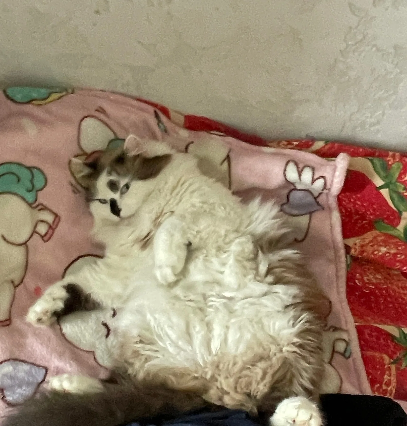 Найдена кошка в Лобне — фото питомца
