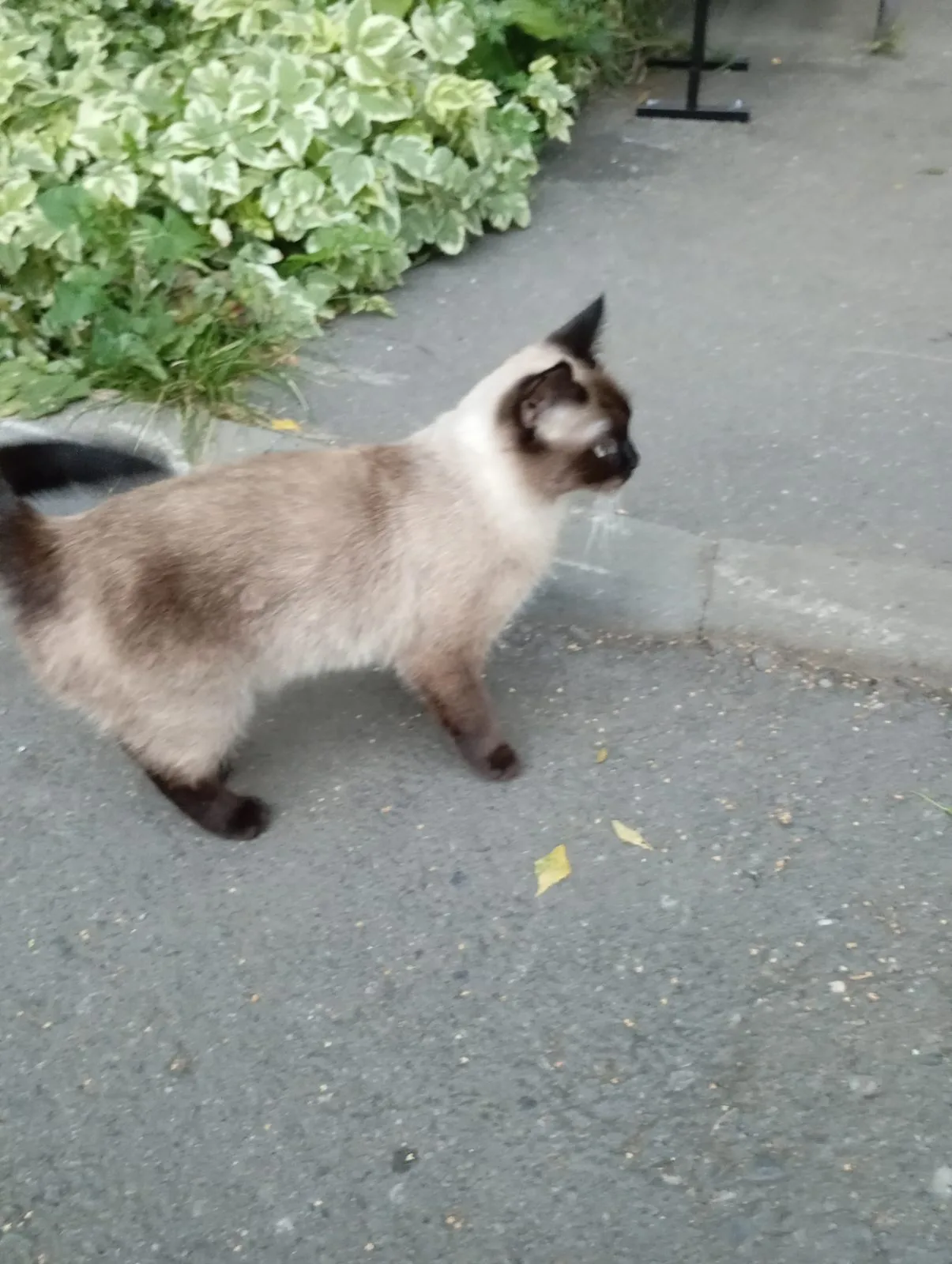 Найдена кошка в Москве — фото питомца