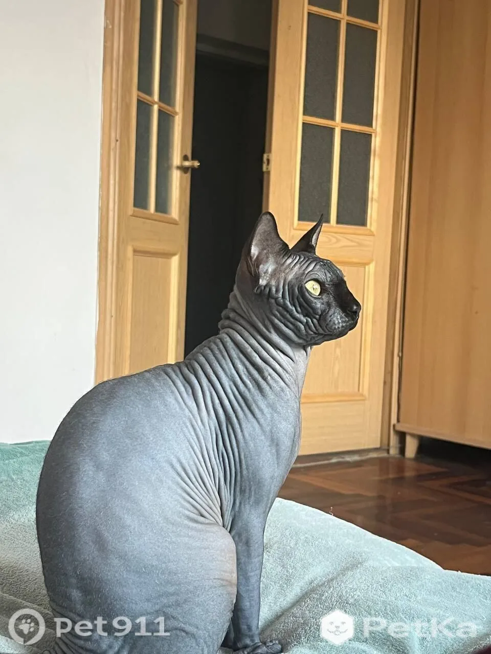 Найдена кошка в Нальчике — фото питомца