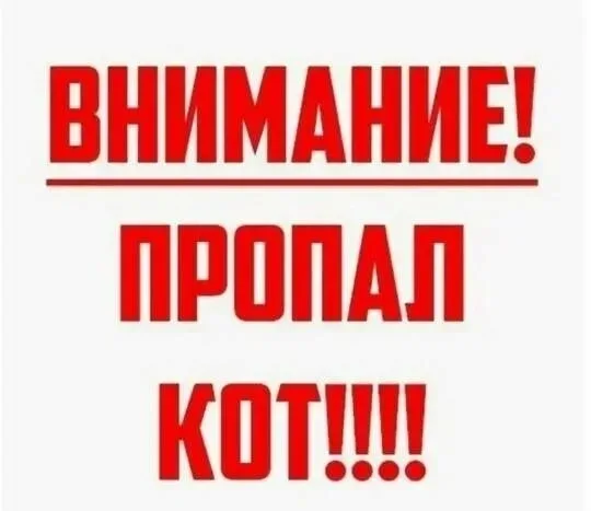 Найдена собака в Ступине — фото питомца