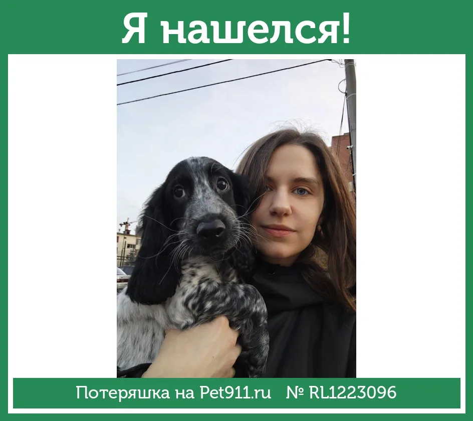 Найдена собака в Пензе — фото питомца