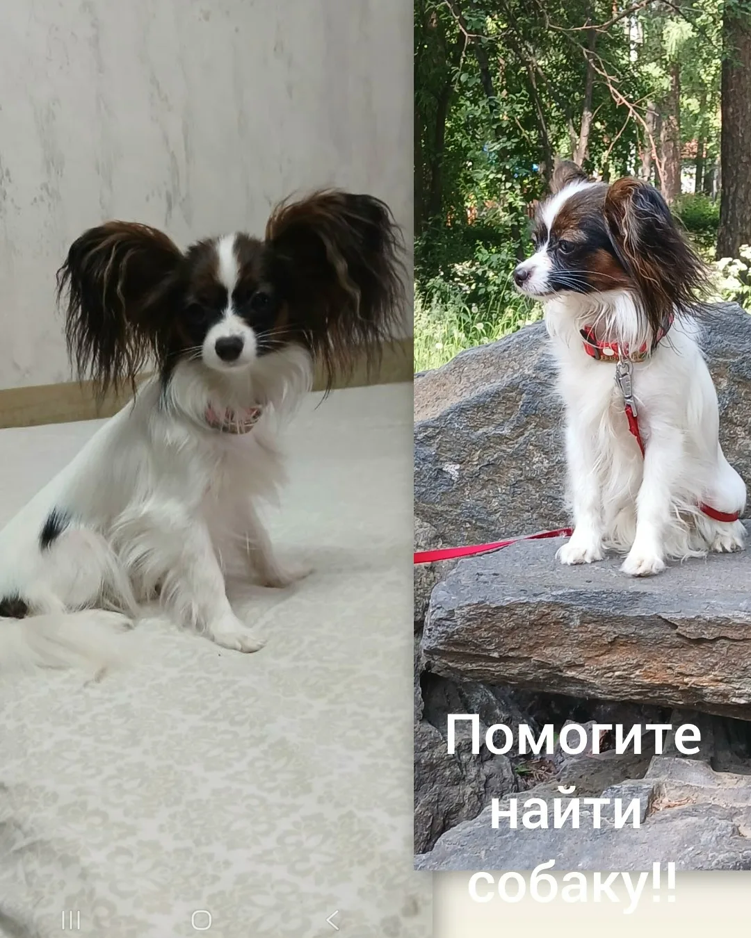 Пропала собака в Перми — фото питомца
