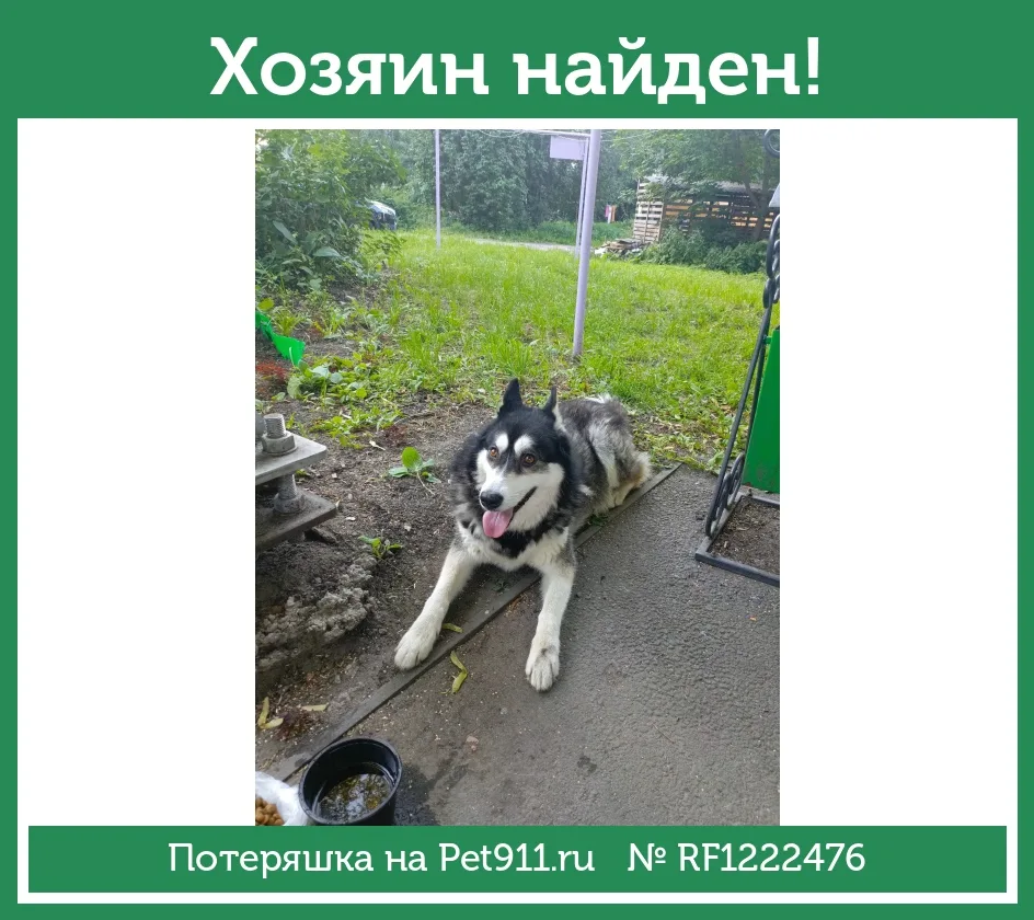 Найдена собака в Петрозаводске — фото питомца