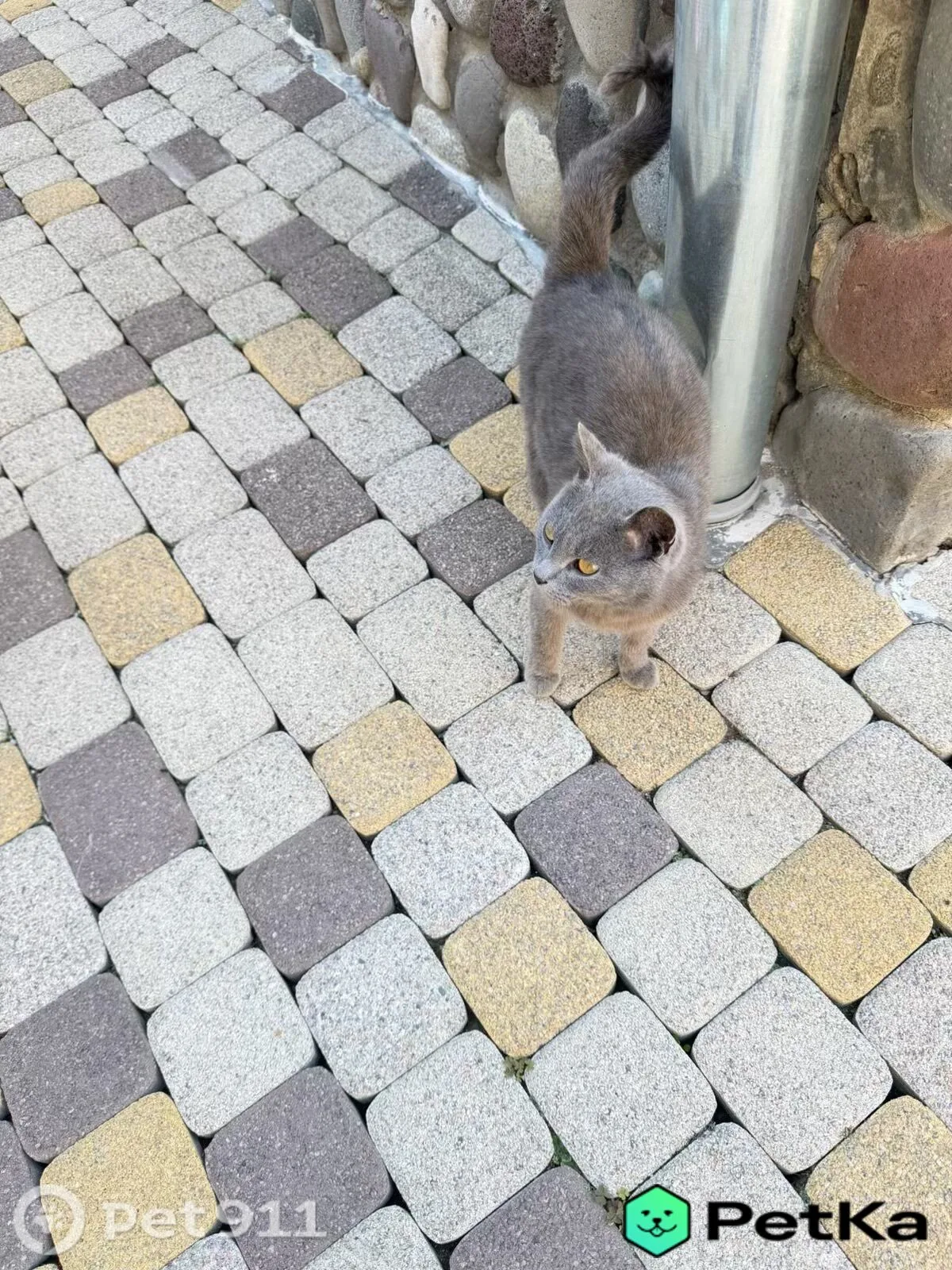 Найдена кошка в Нальчике — фото питомца