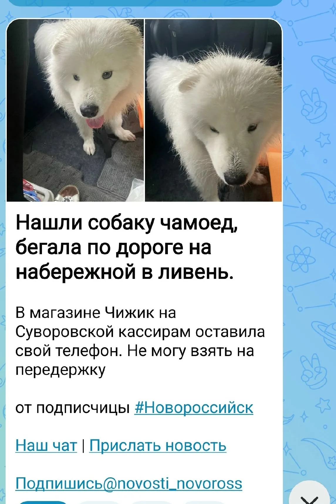 Найдена собака в Новороссийске — фото питомца
