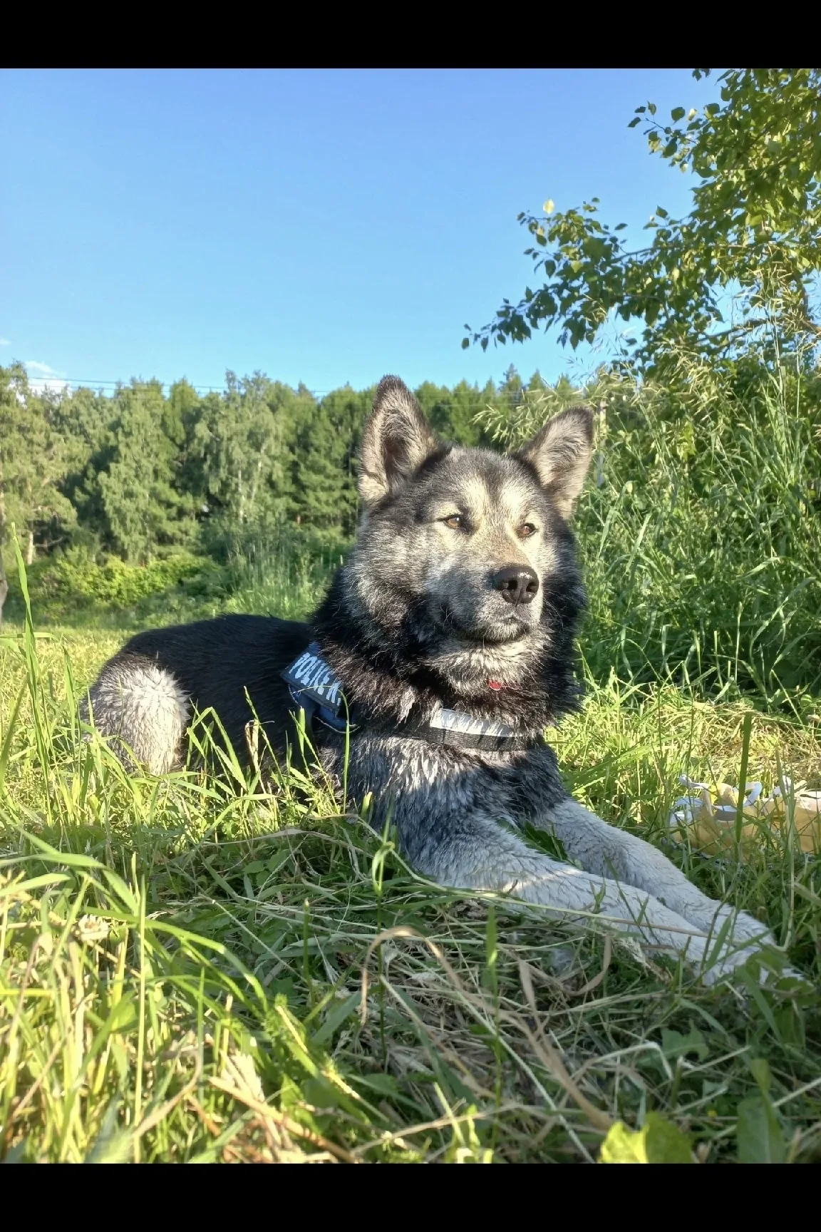 Найдена собака в Домодедове — фото питомца