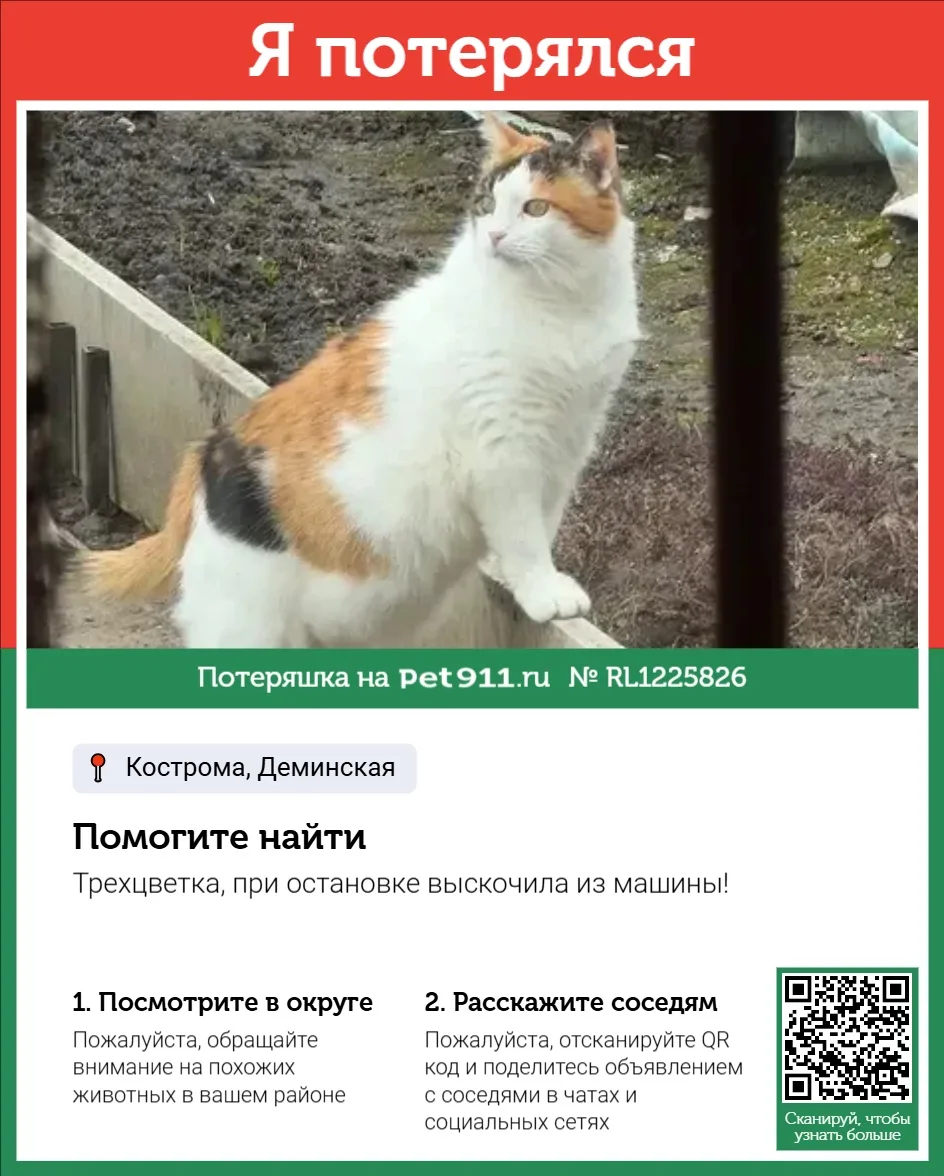 Найдена кошка в Костроме — фото питомца