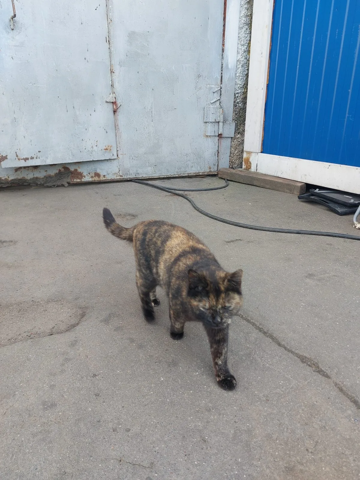 Найдена кошка в Москве — фото питомца
