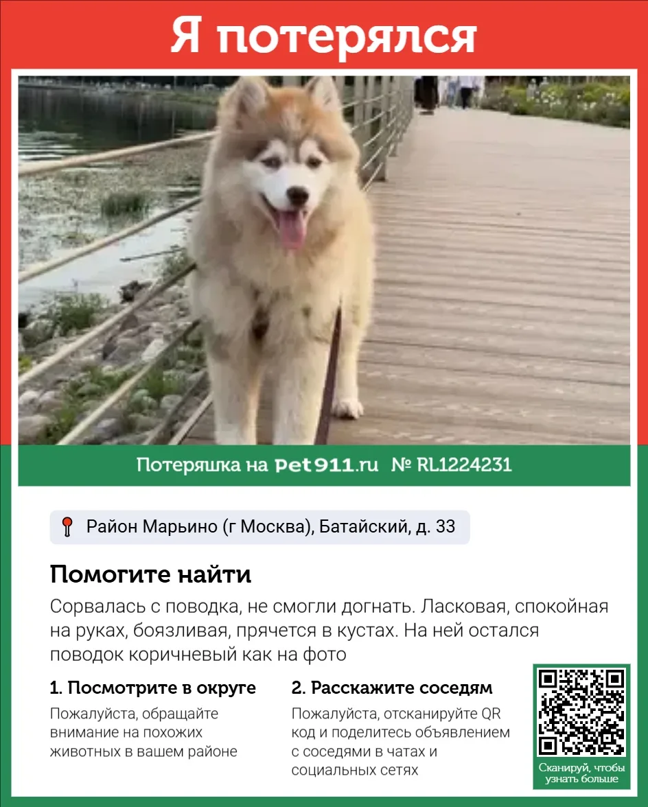 Найдена собака в Реутове — фото питомца
