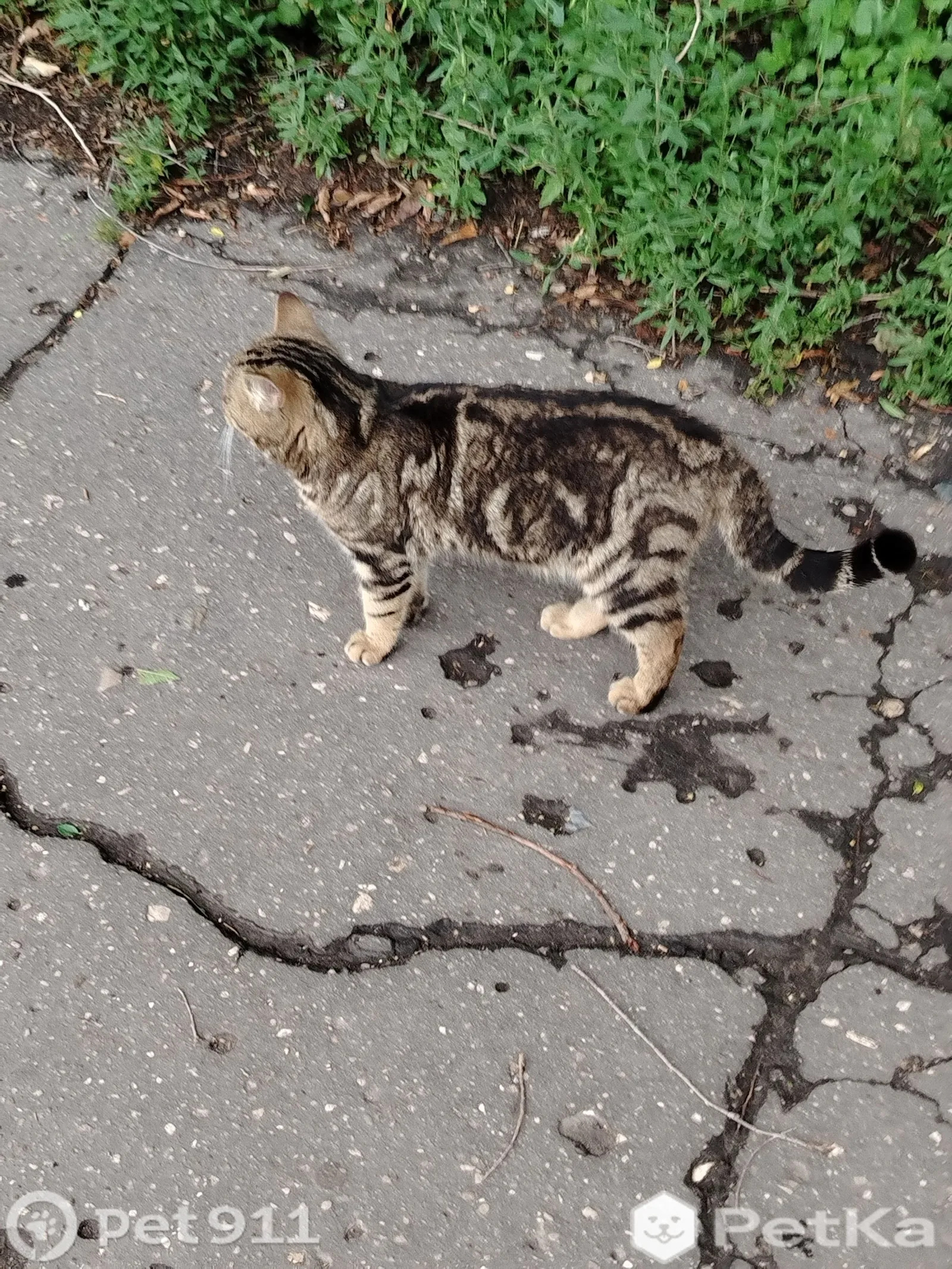 Найдена кошка в Пензе — фото питомца