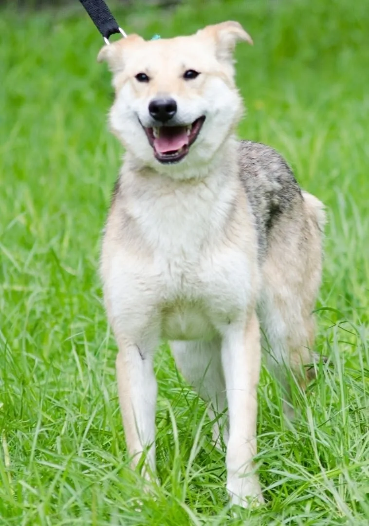 Пропала собака в Перми — фото питомца