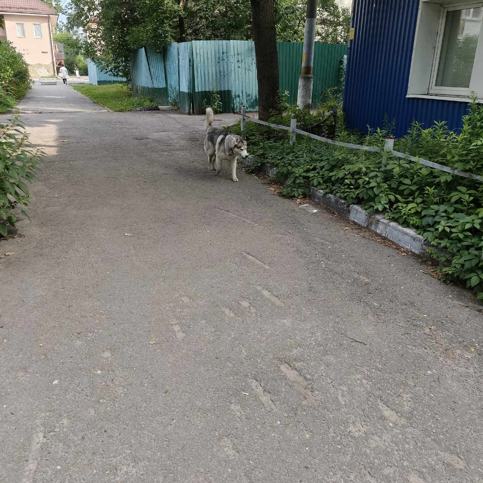 Найдена собака в Раменском — фото питомца