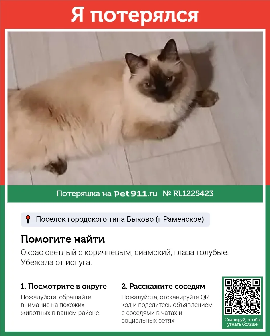 Найдена кошка в Реутове — фото питомца