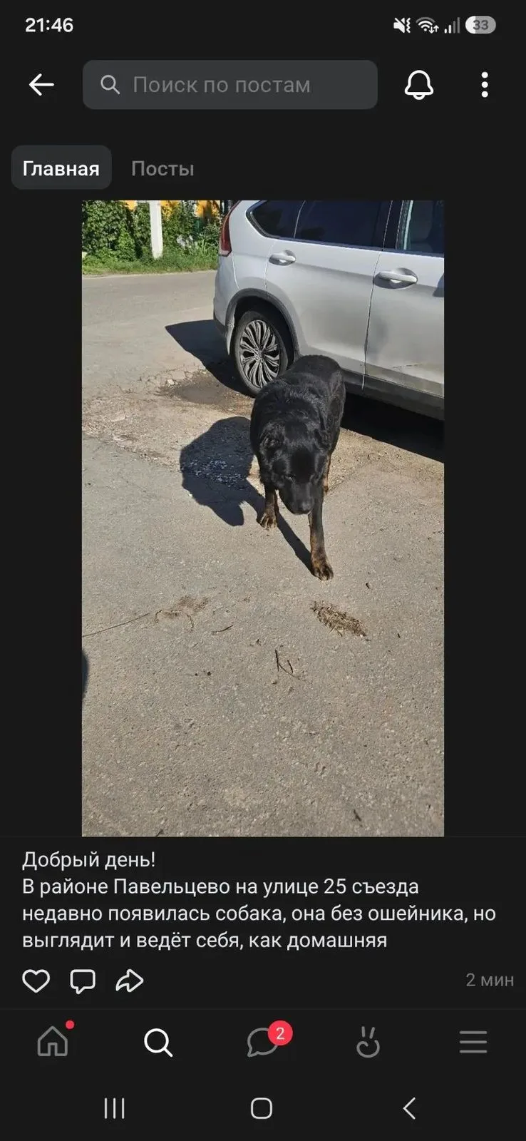 Найдена собака в Долгопрудном — фото питомца
