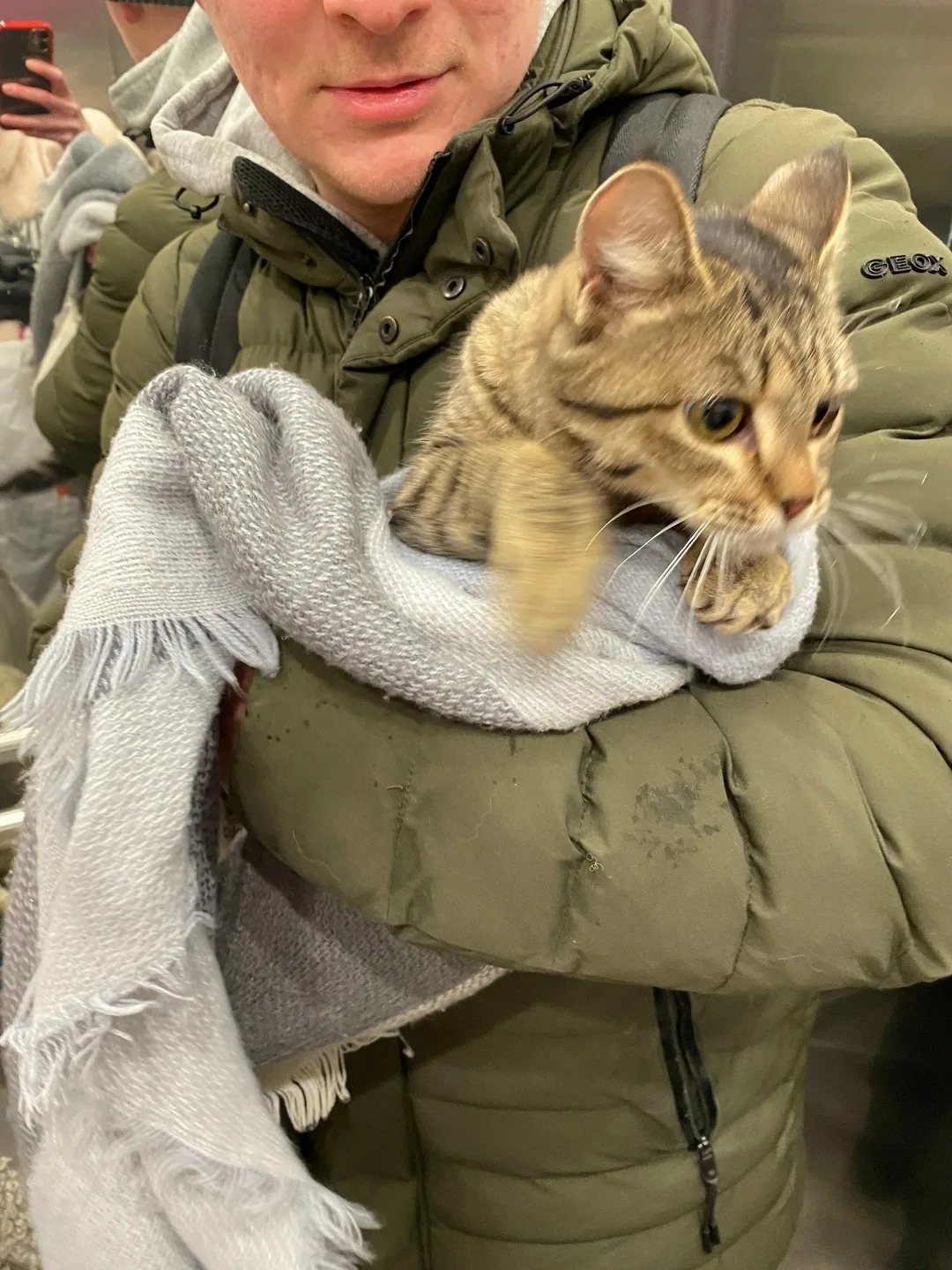 Найдена кошка в Перми — фото питомца