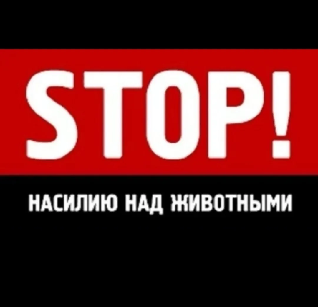 Найдена собака в Ступине — фото питомца