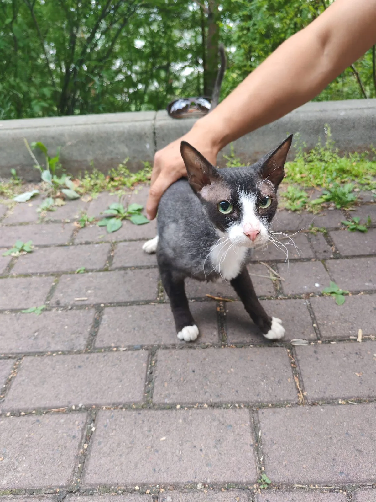 Найдена кошка в Томске — фото питомца