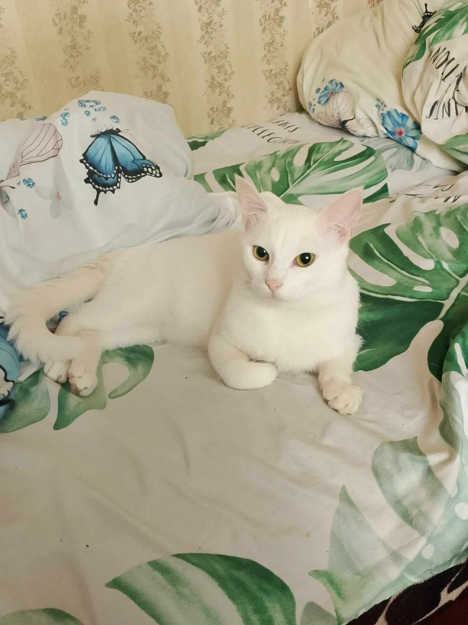 Найдена кошка в Жуковском — фото питомца