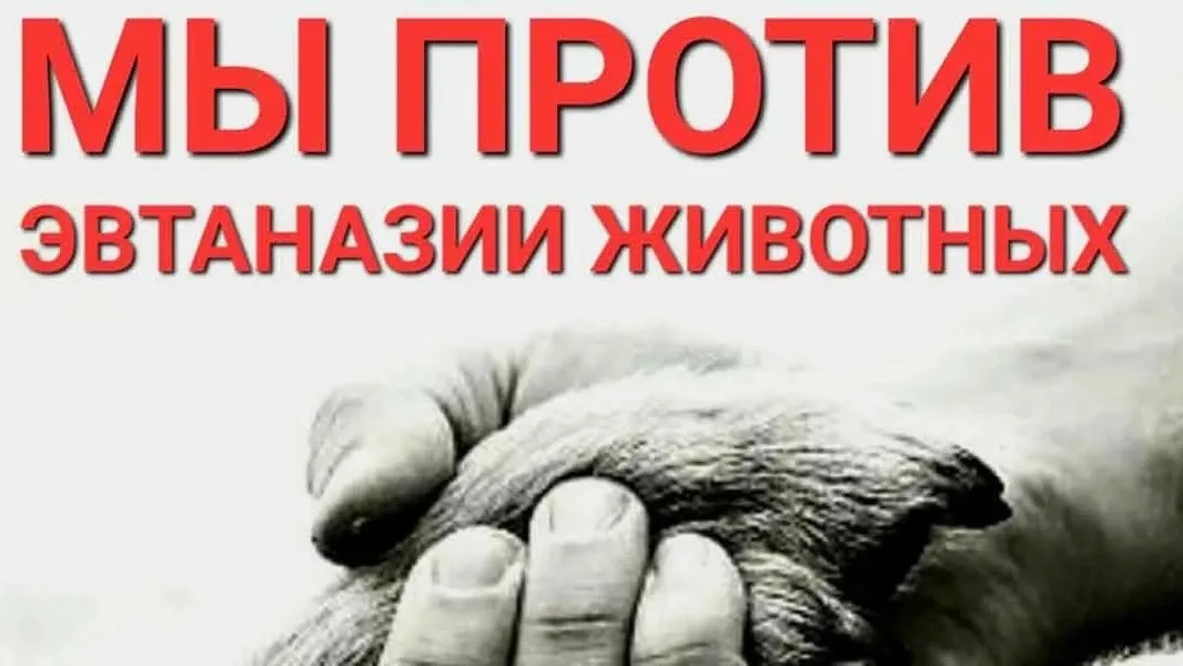 Найдена собака в Ухте — фото питомца