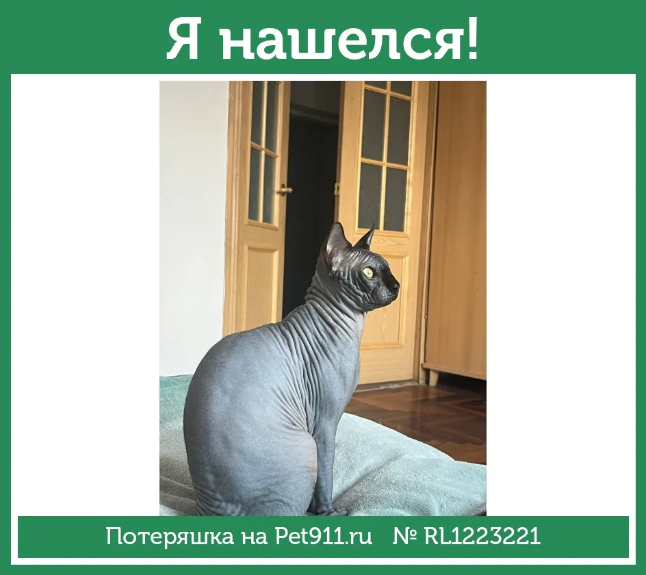 Найдена кошка в Нальчике — фото питомца