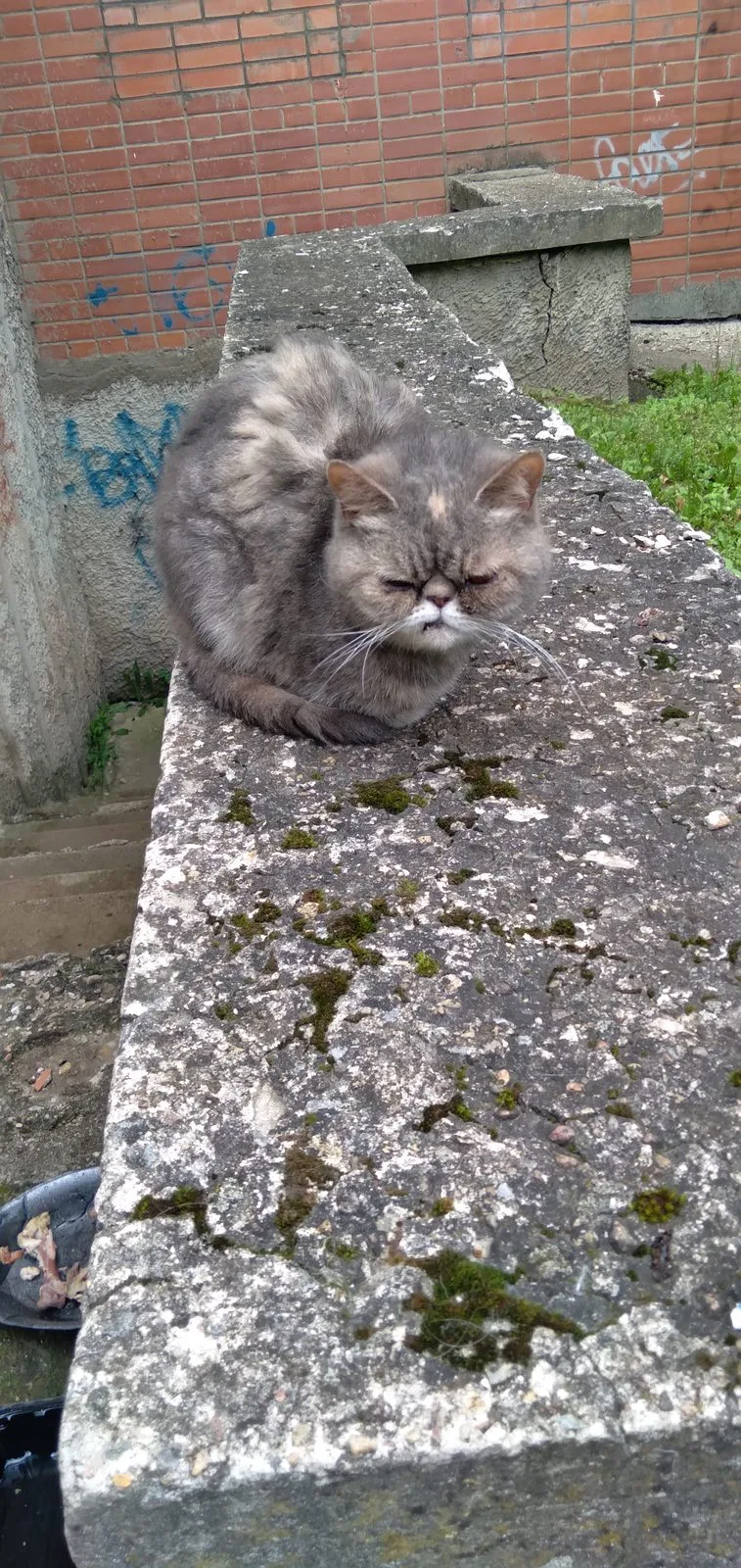 Найдена кошка в Смоленске — фото питомца