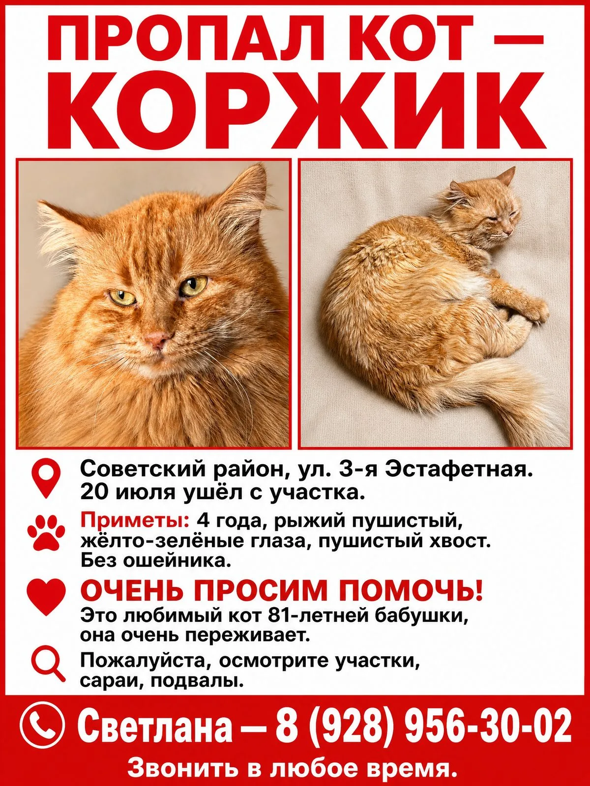 Пропала кошка в Ростове-на-Дону — фото питомца