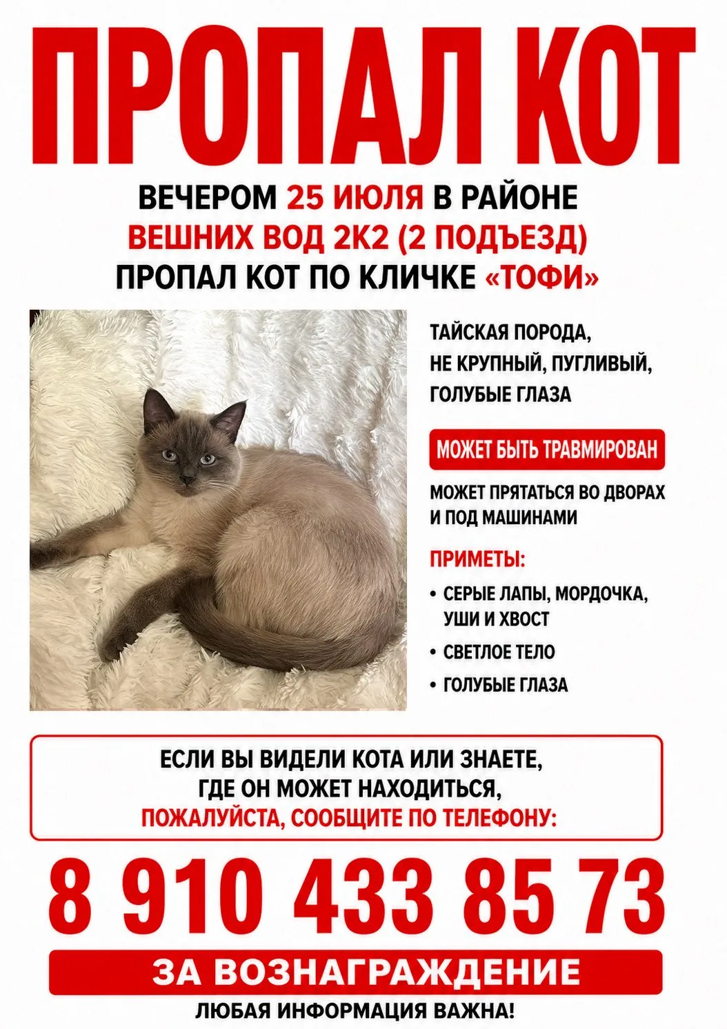 Пропала кошка в Москве — фото питомца