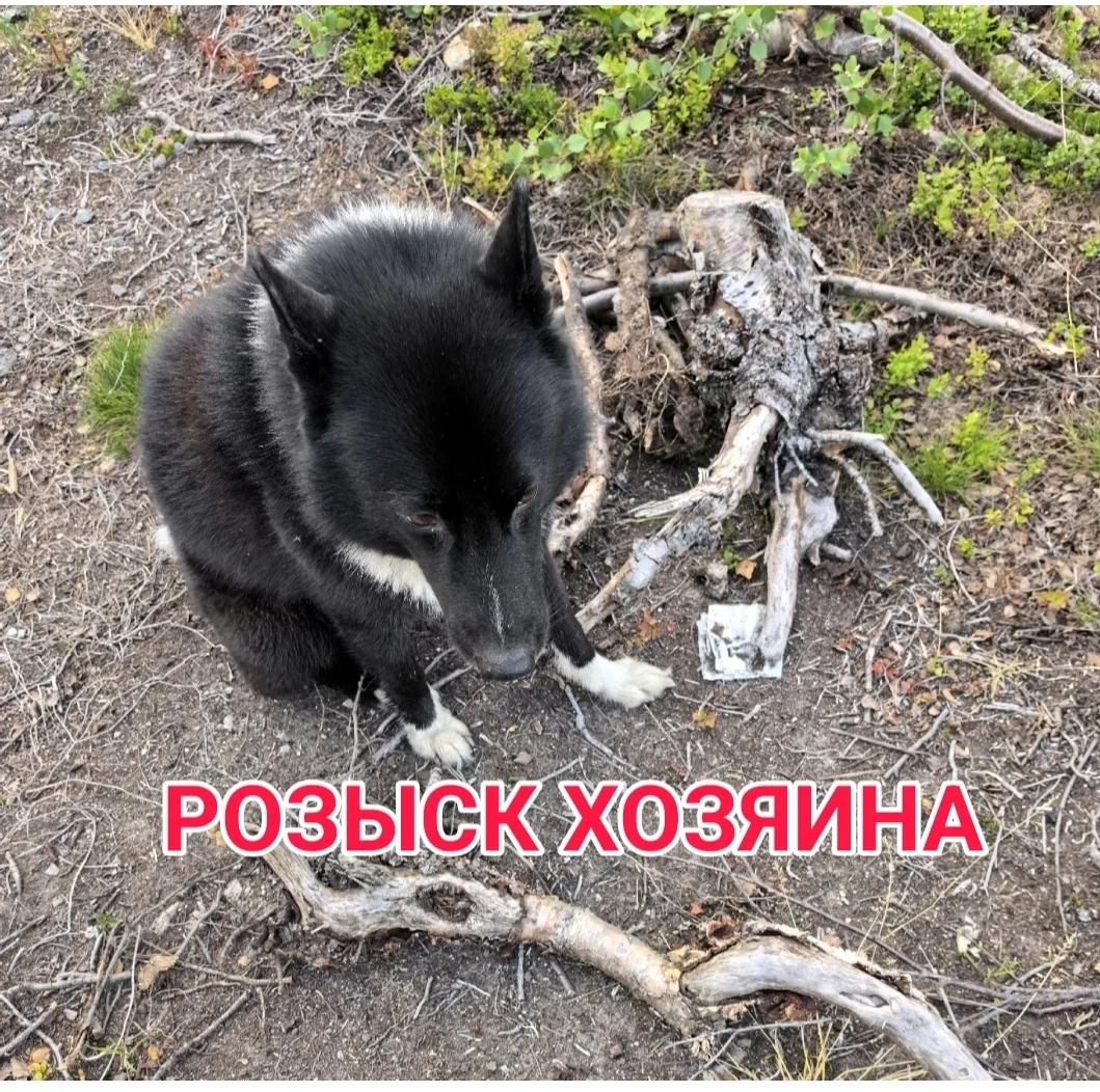 Найдена собака в Мурманске — фото питомца