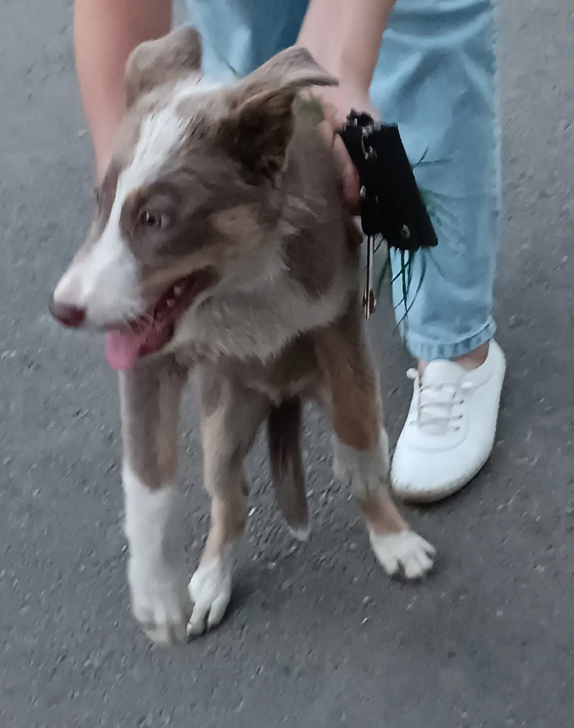 Найдена собака в Энгельсе — фото питомца