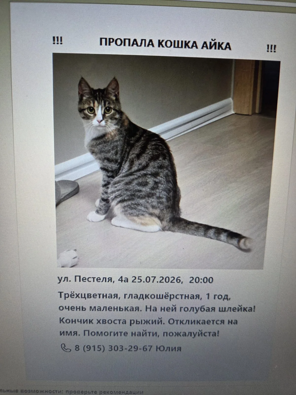 Пропала кошка в Москве — фото питомца