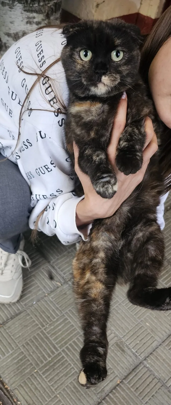 Найдена кошка в Подольске — фото питомца