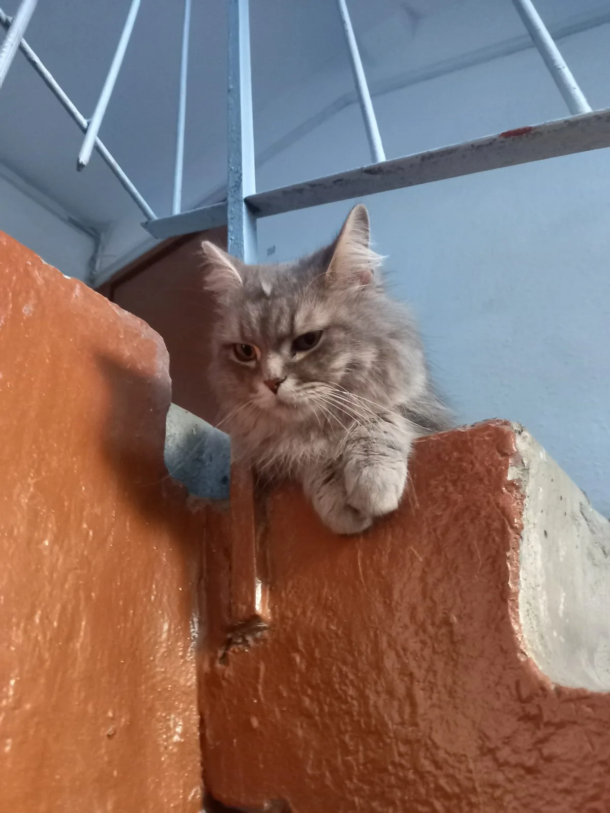 Найдена кошка в Тюмени — фото питомца