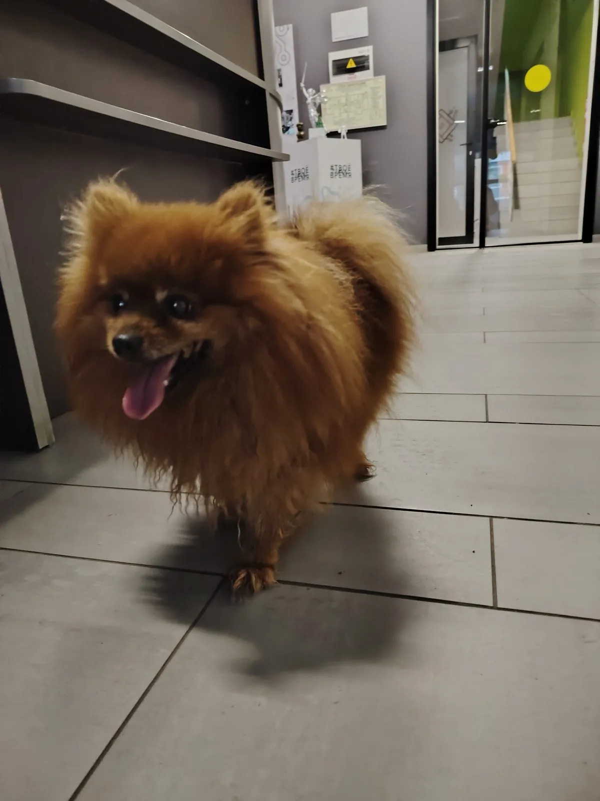 Найдена собака в Красноярске — фото питомца