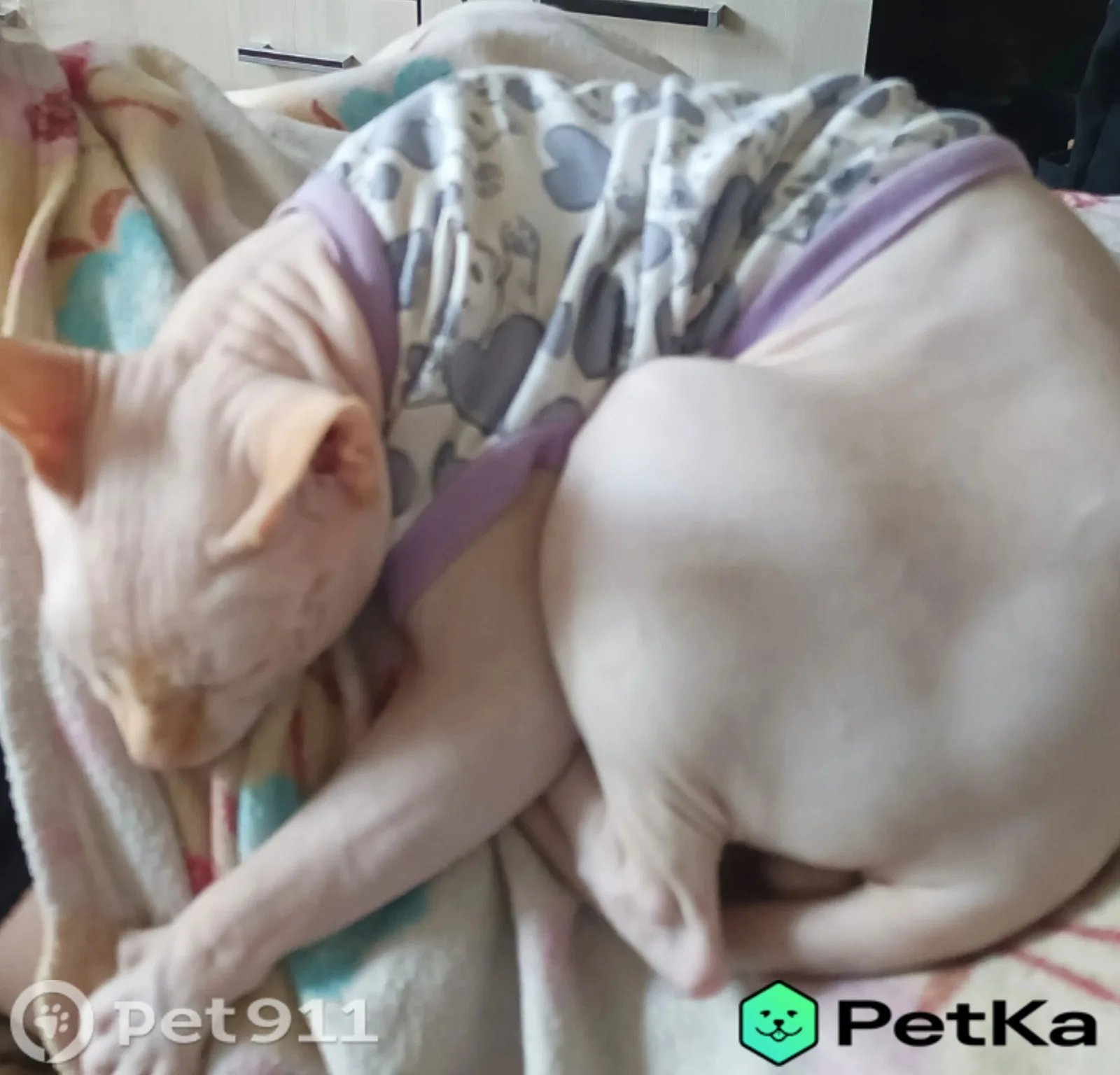 Найдена кошка в Пензе — фото питомца
