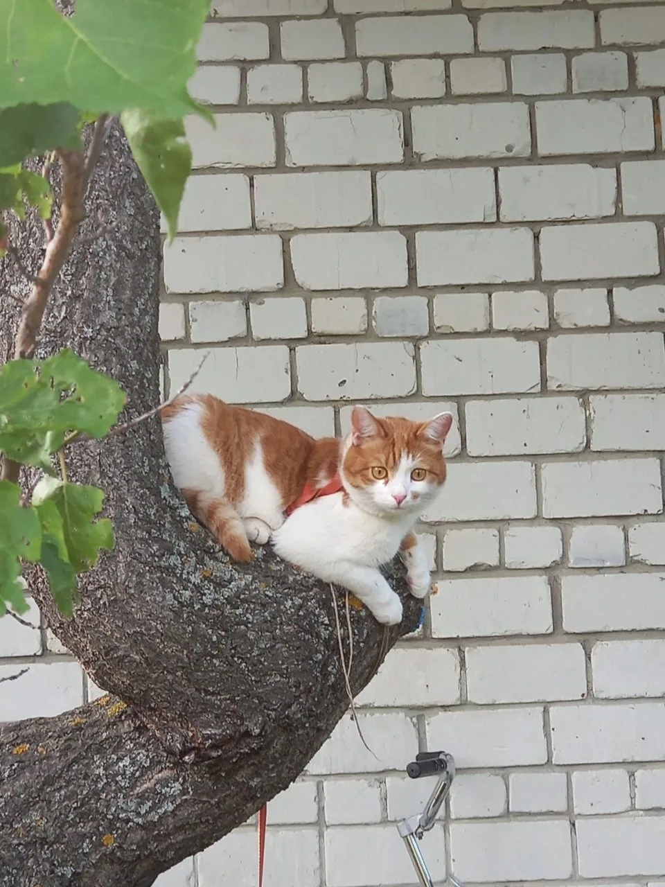 Пропала кошка в Саратове — фото питомца