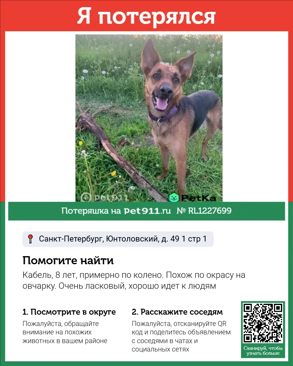 Найдена собака в Балакове — фото питомца