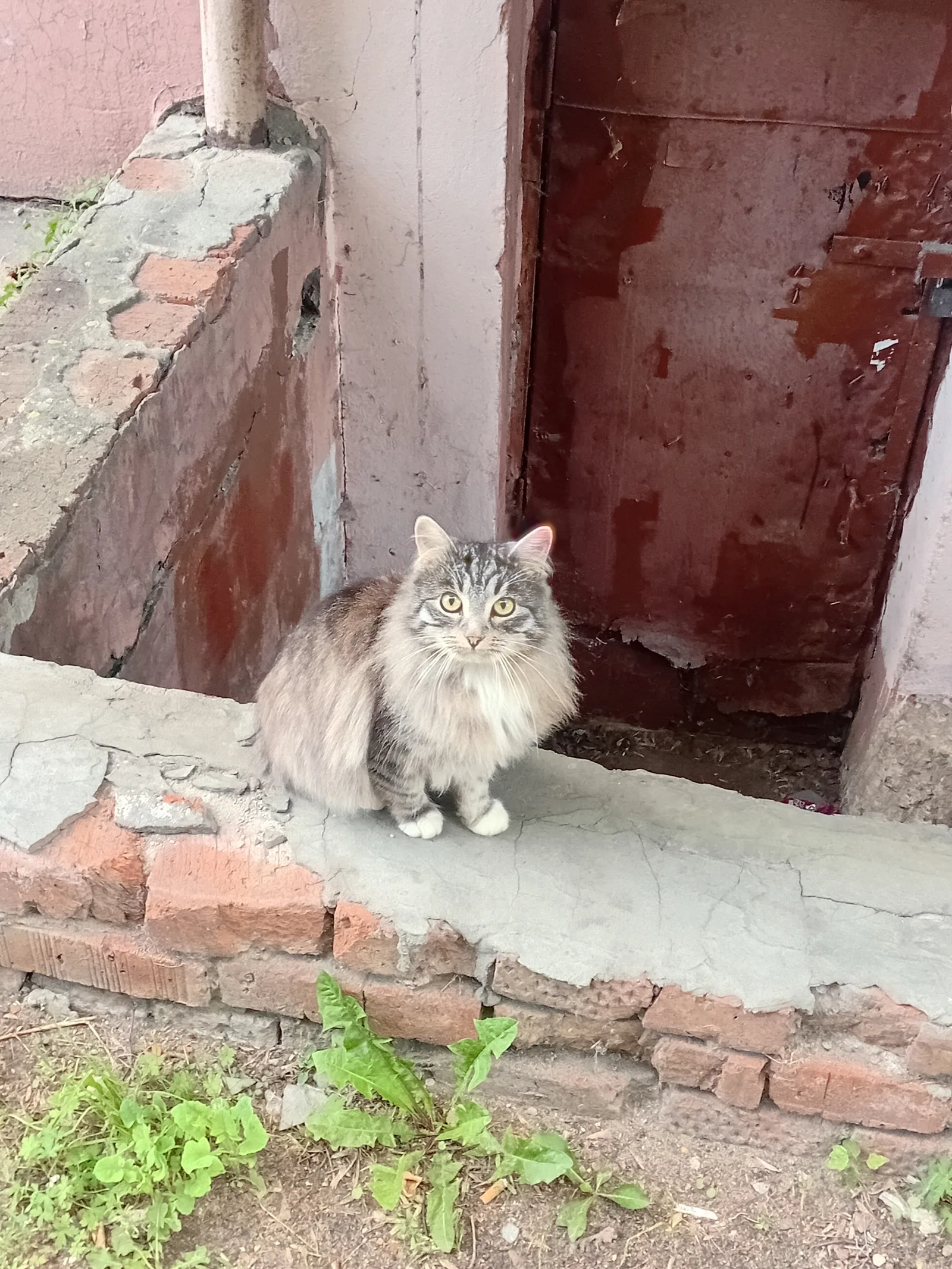 Найдена кошка в Ногинске — фото питомца