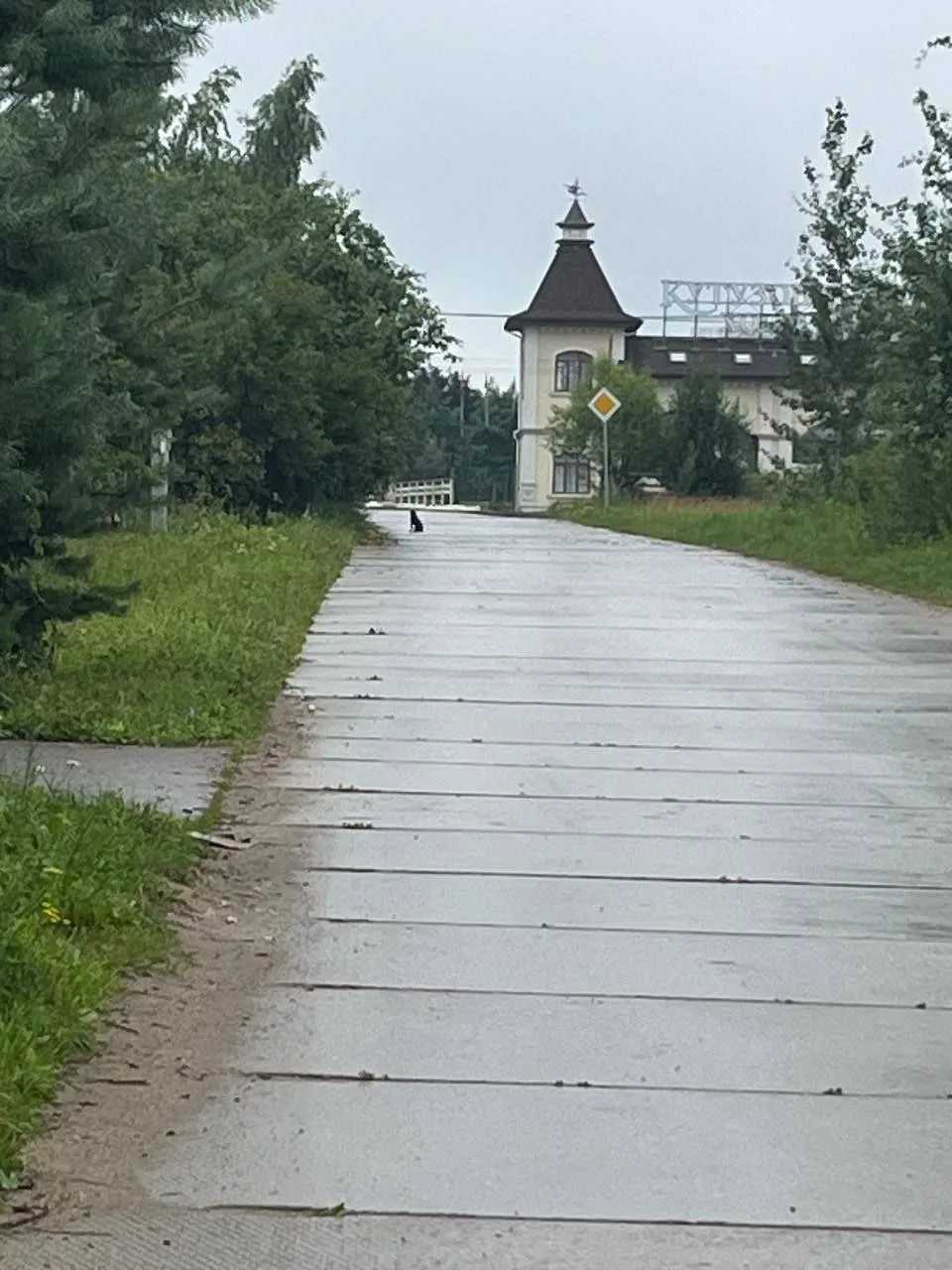 Найдена собака в Раменском — фото питомца