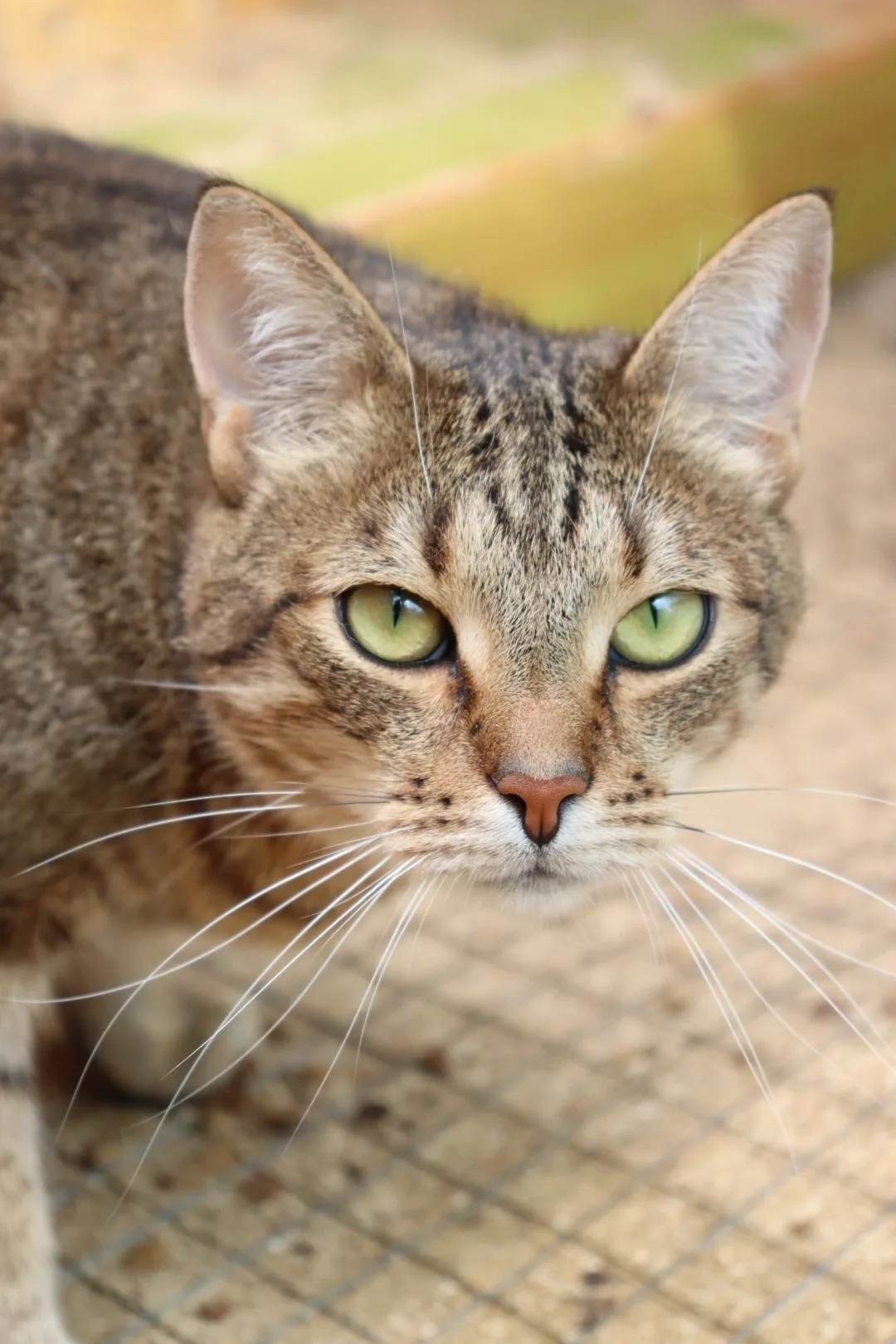 Найдена кошка в Коломне — фото питомца