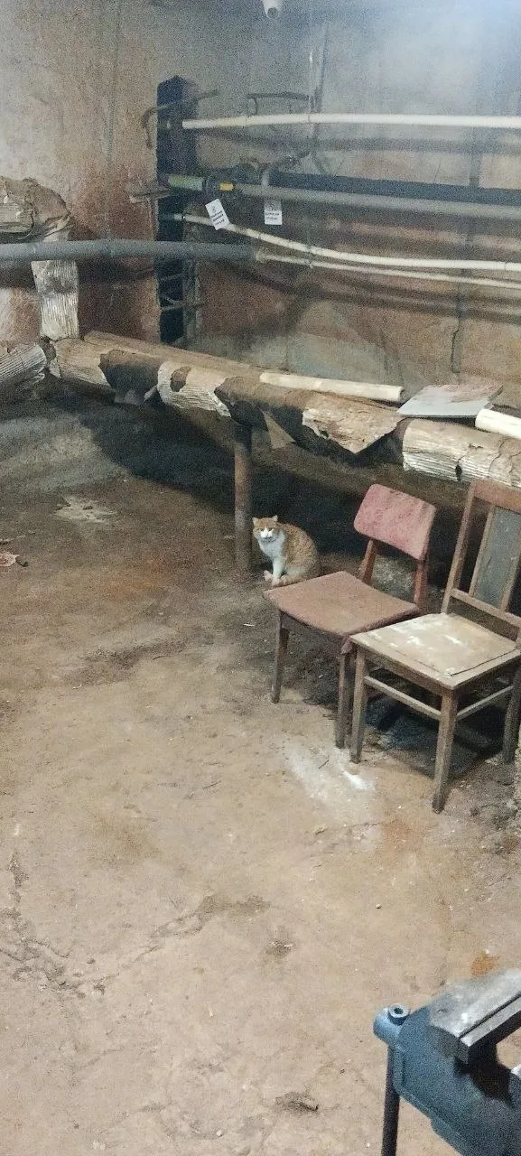 Найдена кошка в Перми — фото питомца