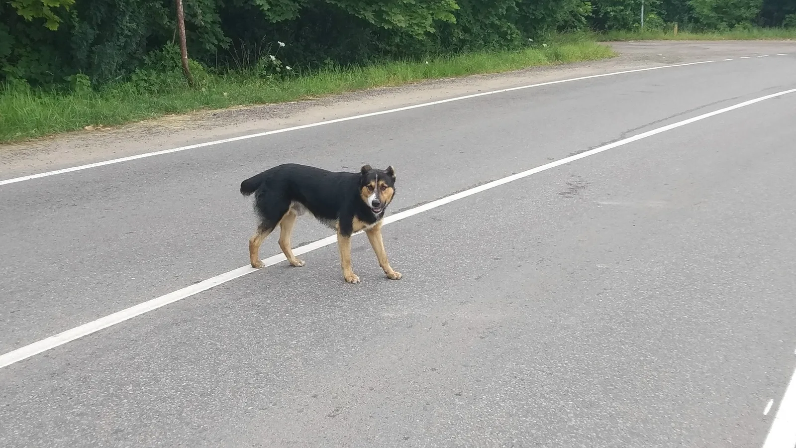 Найдена собака в Лобне — фото питомца