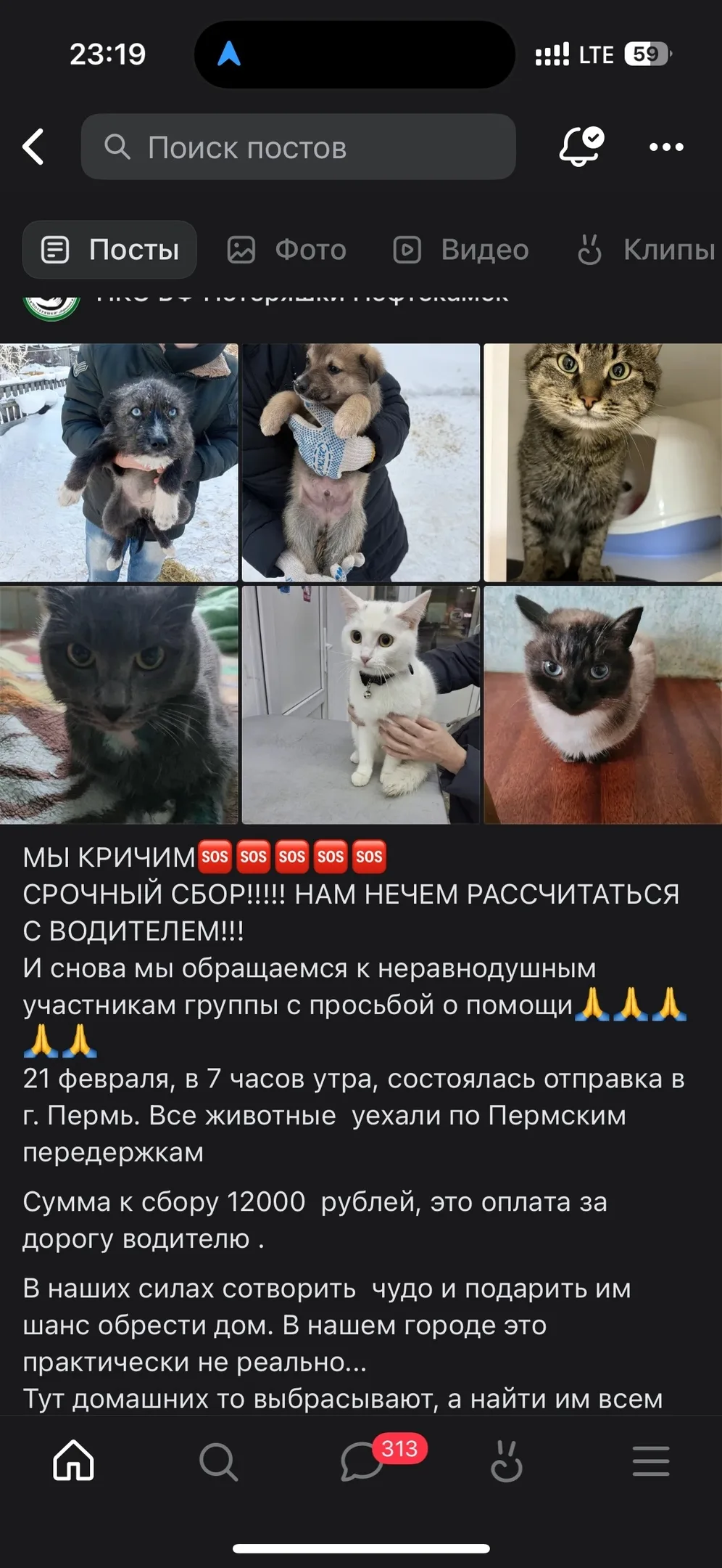 Пропала собака в Перми — фото питомца
