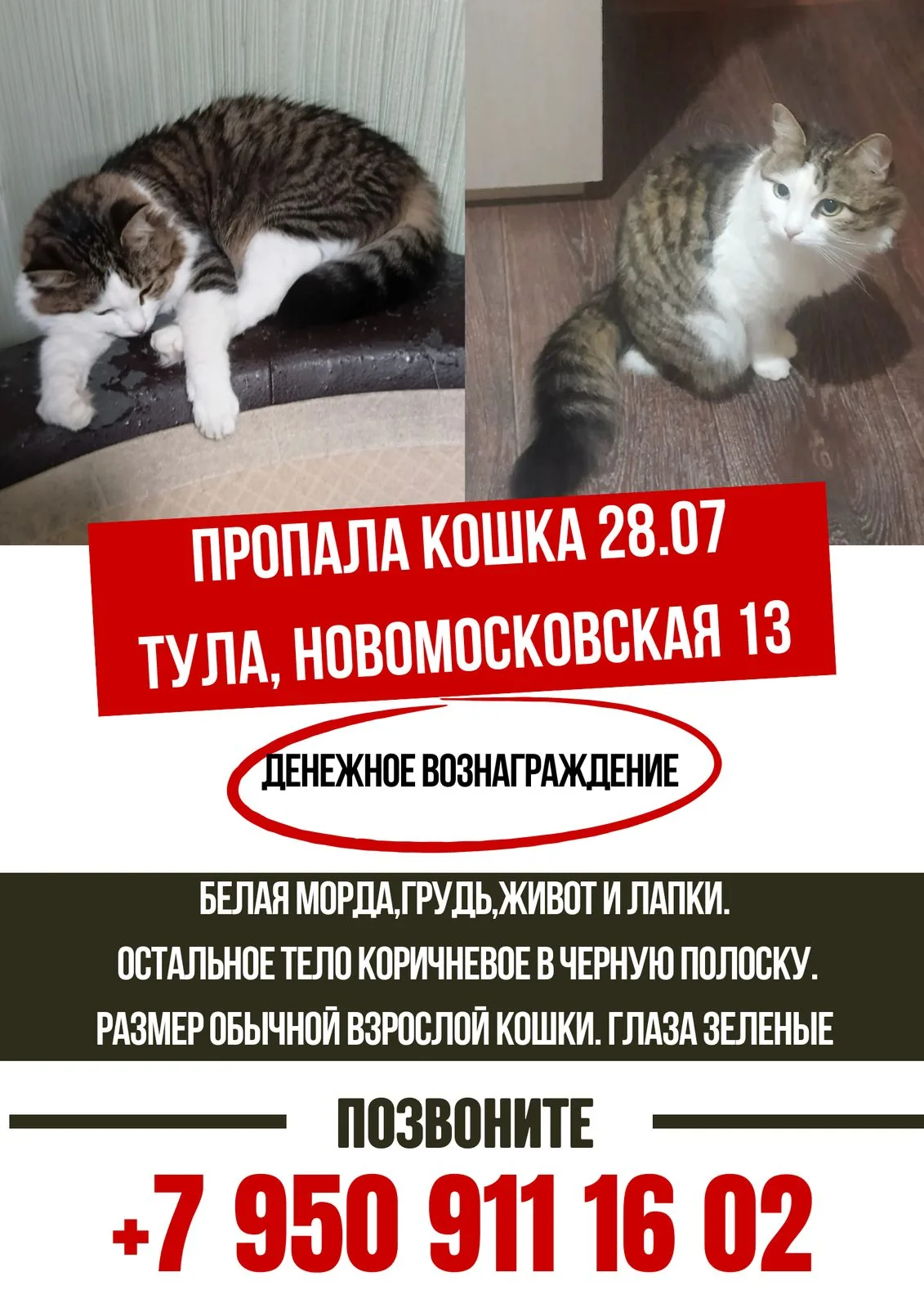 Пропала кошка в Туле — фото питомца