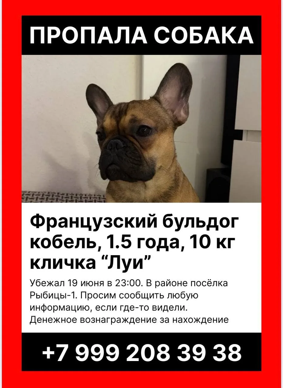 Пропала собака в Гатчине — фото питомца