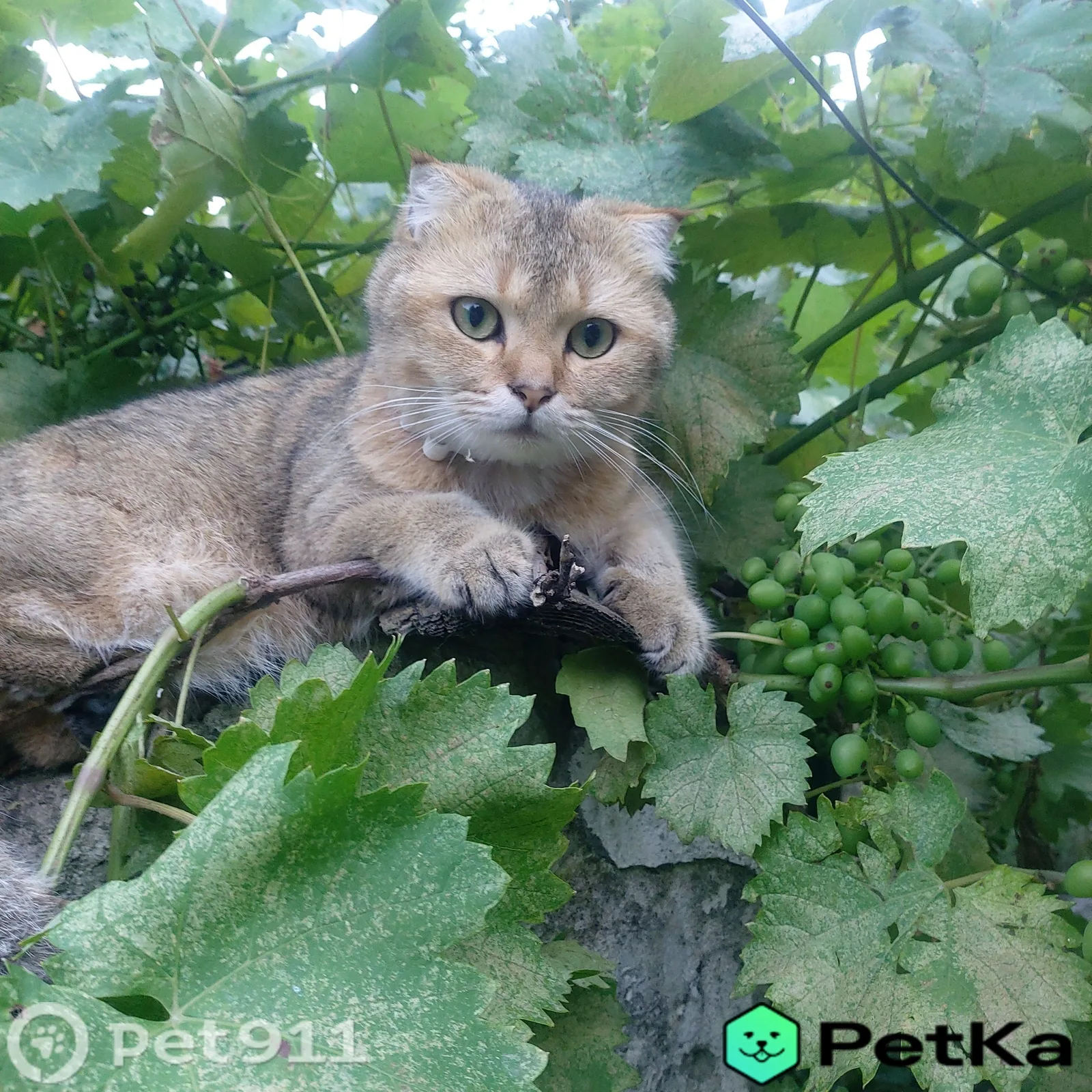 Найдена кошка в Нальчике — фото питомца