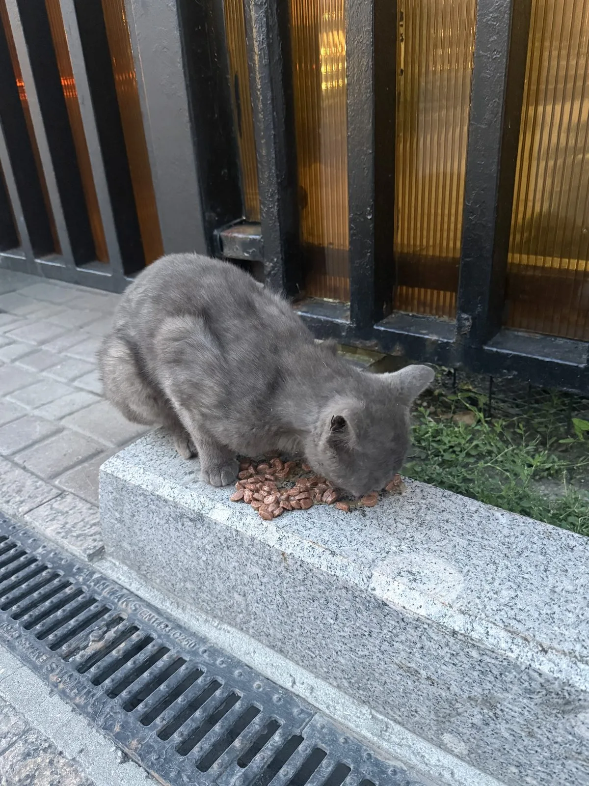 Найдена кошка в Москве — фото питомца
