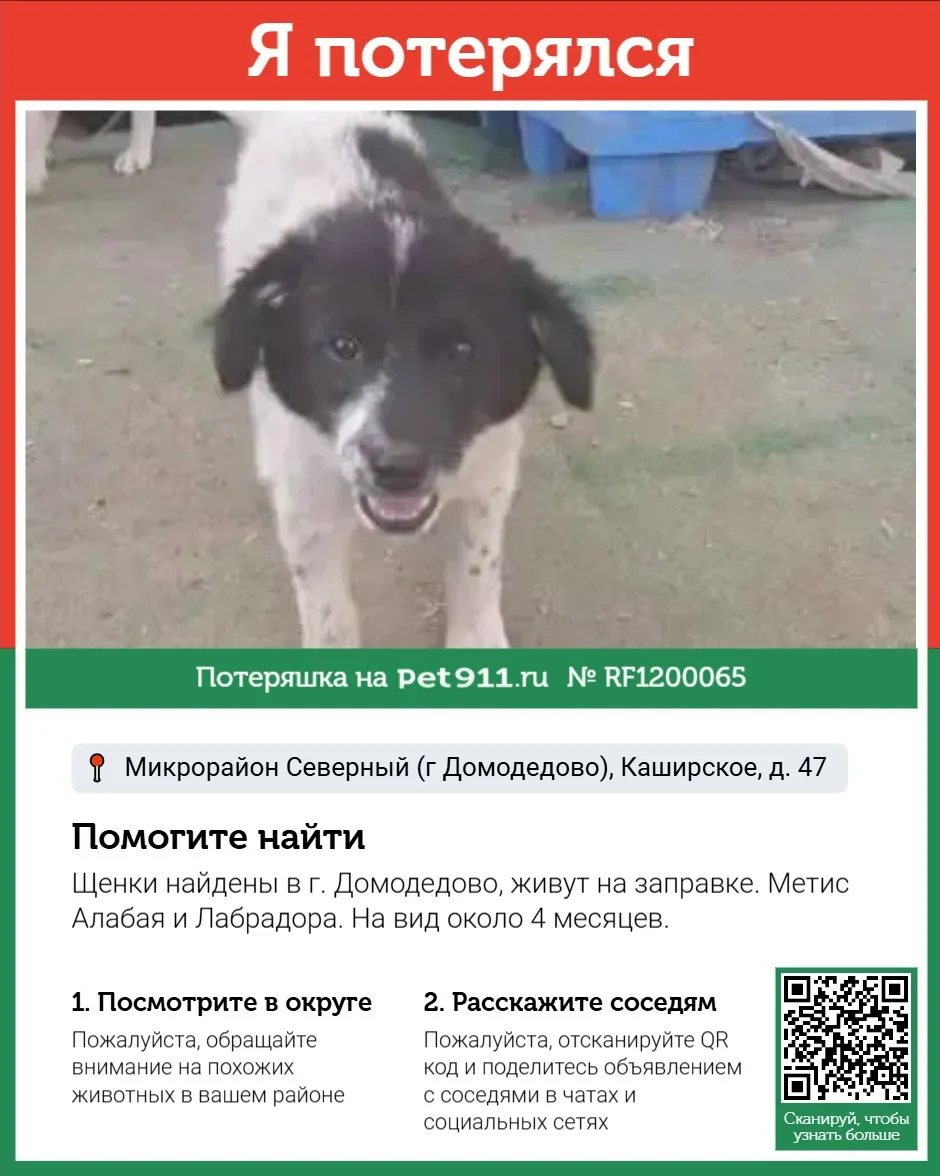 Найдена собака в Реутове — фото питомца