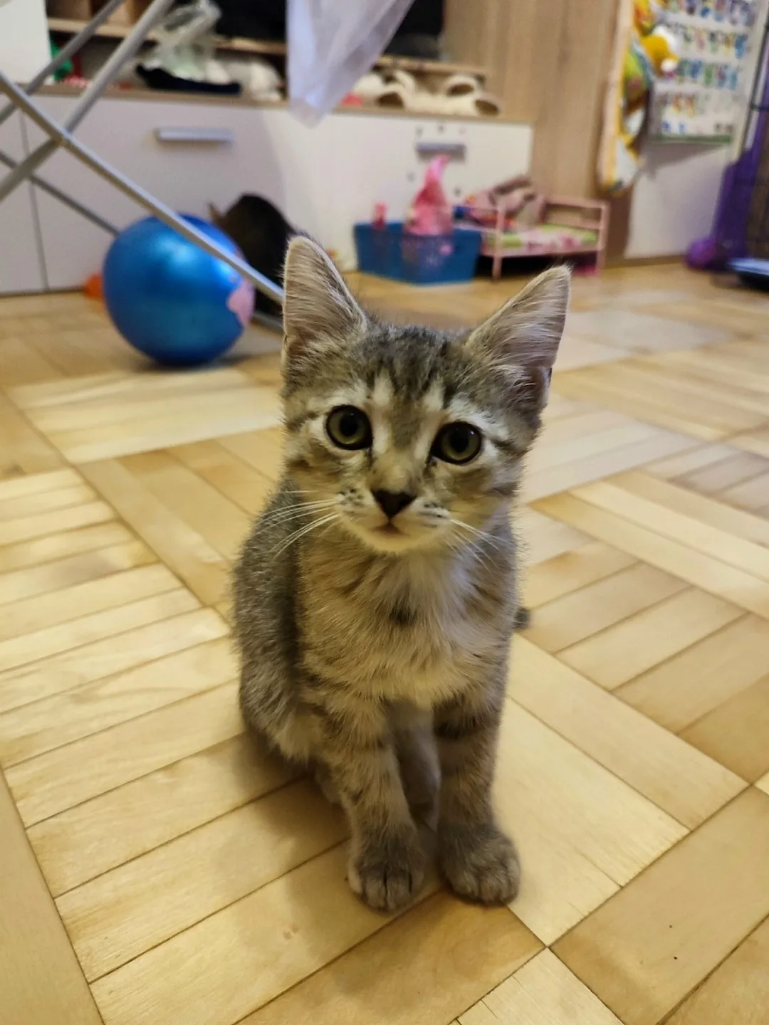 Найдена кошка в Перми — фото питомца