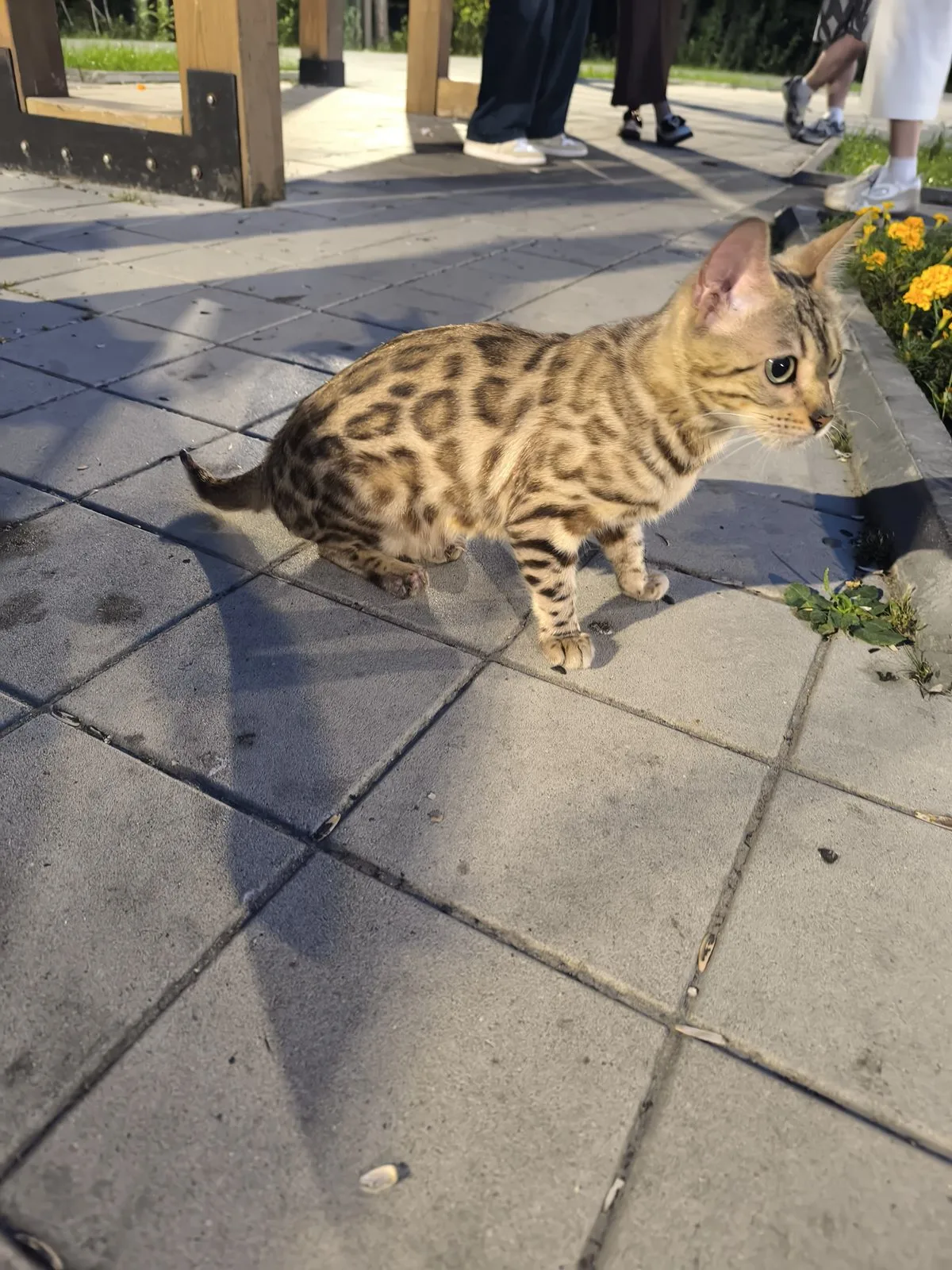 Найдена кошка в Сургуте — фото питомца