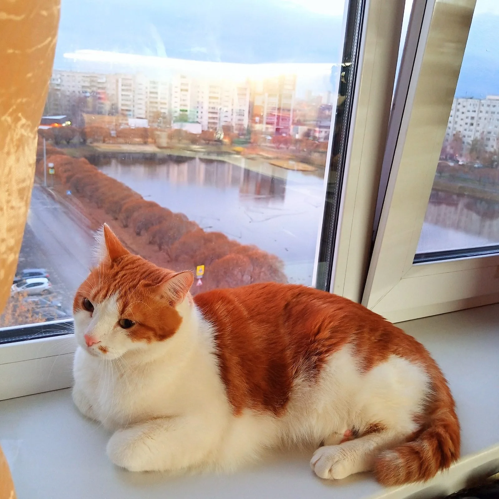 Пропала кошка в Тюмени — фото питомца